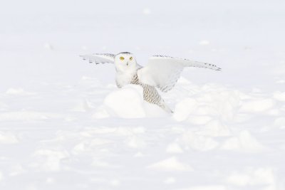 snowy owl 011607_MG_0062