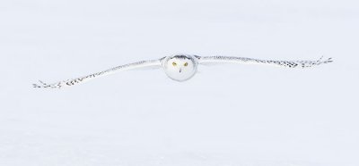snowy owl 011607_MG_0097