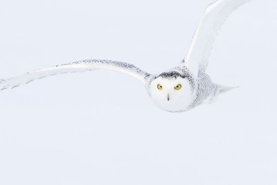 snowy owl 011607_MG_0101