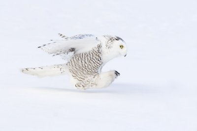 snowy owl 011607_MG_0046