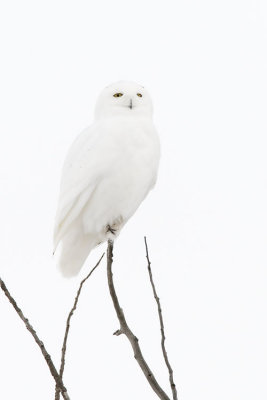 snowy owl 012007_MG_0915