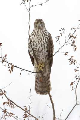 northern goshawk 012007_MG_0751