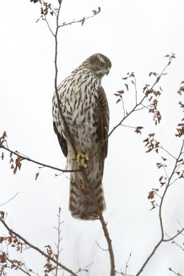 northern goshawk 012007_MG_0757