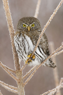 northern pygmy-owl 012107_MG_0070