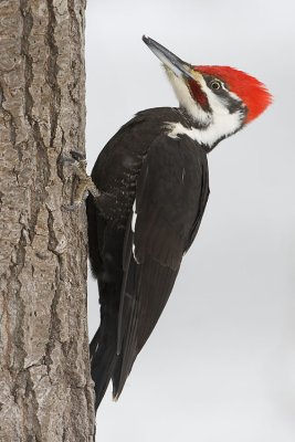 pileated woodpecker 013107_MG_0289