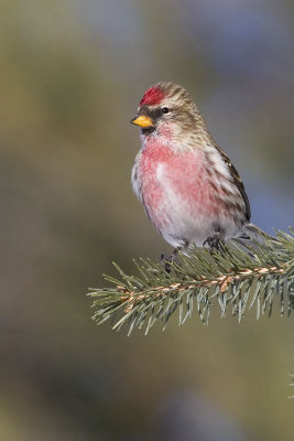 common redpoll 020107_MG_0082