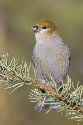 pine grosbeak 020107_MG_0377