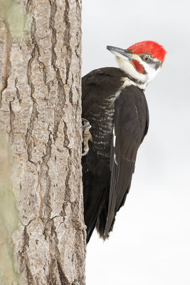 pileated woodpecker 020207_MG_0082