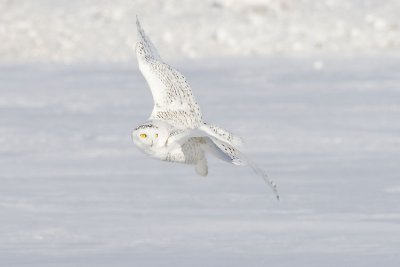 snowy owl 020307_MG_0105