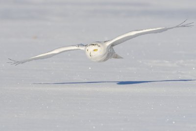 snowy owl 020307_MG_0306