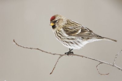 common redpoll 020407_MG_0471
