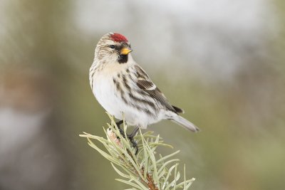 common redpoll 020407_MG_0596