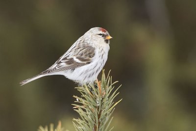 hoary redpoll 020407_MG_0743