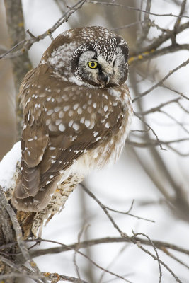 boreal owl 020707_MG_0684
