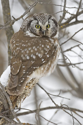 boreal owl 020707_MG_0656