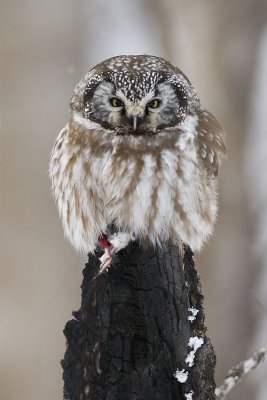 boreal owl 020707_MG_0545