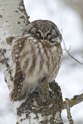 boreal owl 020707_MG_0184