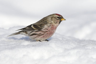 common redpoll 020907_MG_0247