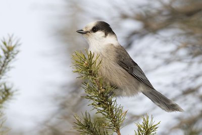gray jay 020907_MG_0436