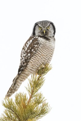 northern hawk owl 021007_MG_0169