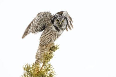 northern hawk owl 021007_MG_0170