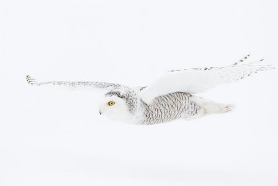 snowy owl 021007_MG_0018