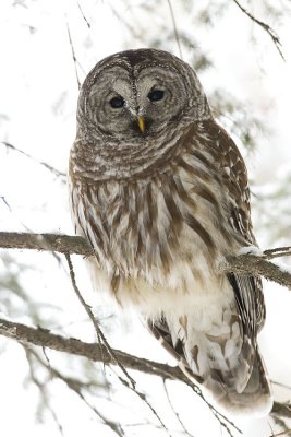 barred owl 021107_MG_0258