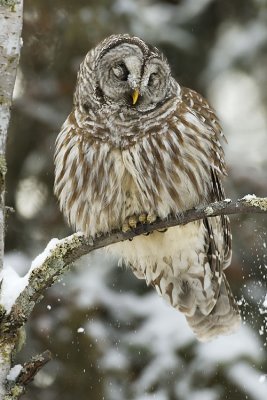 barred owl 021107_MG_0394