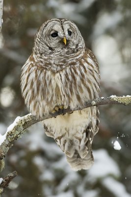 barred owl 021107_MG_0396