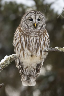 barred owl 021107_MG_0470
