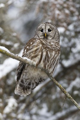 barred owl 021107_MG_0477