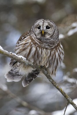 barred owl 021107_MG_0519