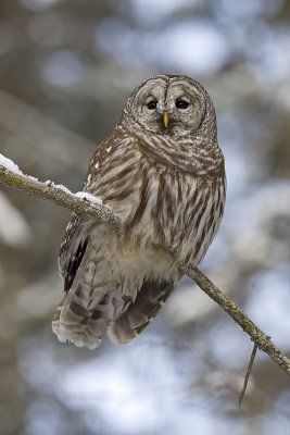 barred owl 021107_MG_0630