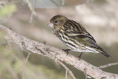 pine siskin 021507_MG_0143