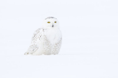 snowy owl 021507_MG_0328