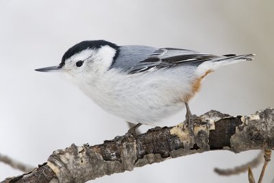 white-breasted nuthatch 021707_MG_0498