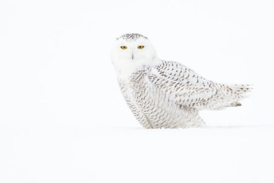 snowy owl 021707_MG_0174