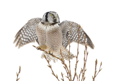 northern hawk owl 021707_MG_0201