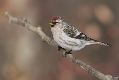 (?) redpoll 022107_MG_0020