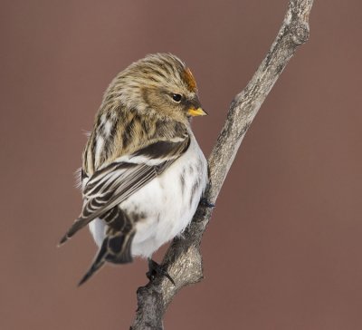(?) redpoll 022107_MG_0069