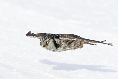 northern hawk owl 021807_MG_0012