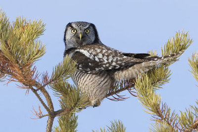 northern hawk owl 021807_MG_0080