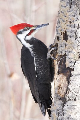 pileated woodpecker 022007_MG_0109