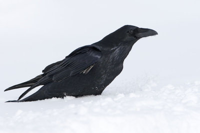 common raven 022407_MG_0064