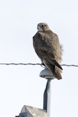 gyrfalcon 022507_MG_0628