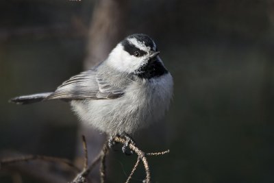 mountain chickadee 022507_MG_0371