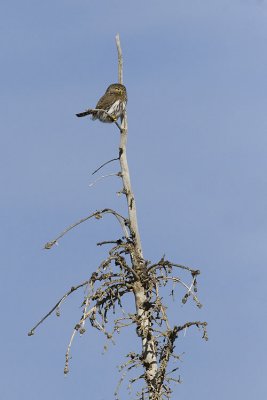 northern pygmy-owl 022507_MG_0600