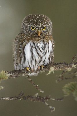 northern pygmy-owl 022407_MG_0321