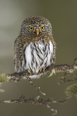 northern pygmy-owl 022407_MG_0332