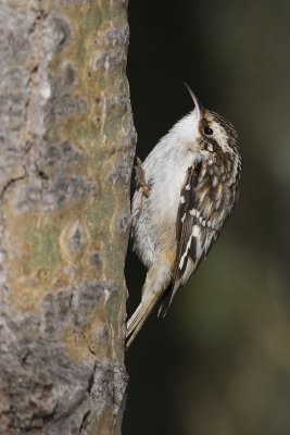 Brown Creepers